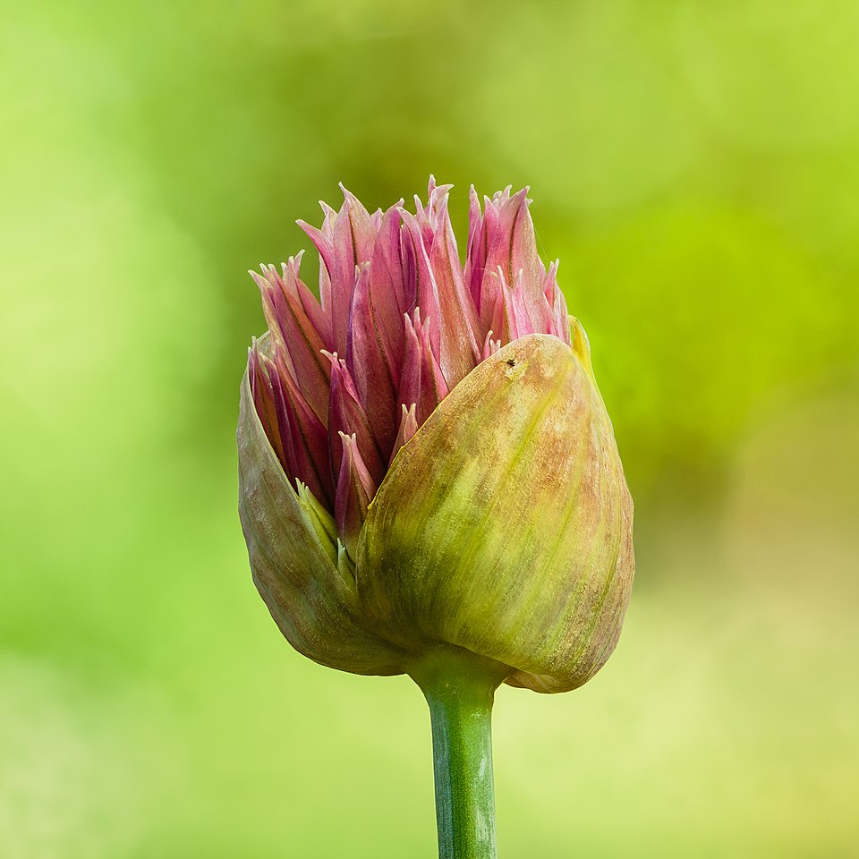Roundheaded Leek