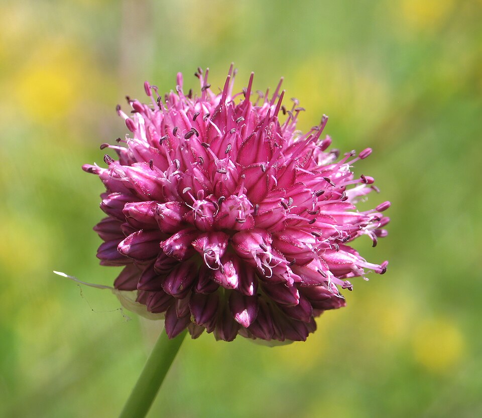 Roundheaded Leek