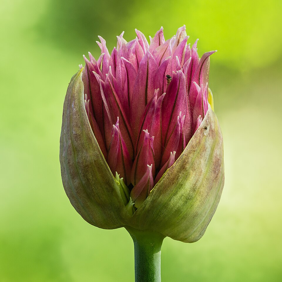 Roundheaded Leek