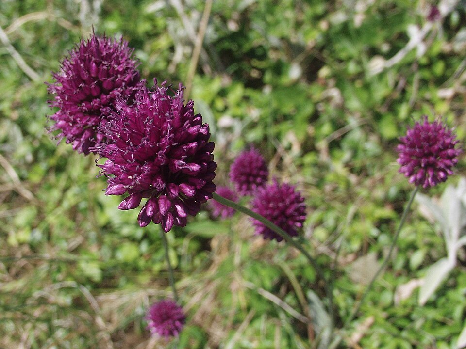 Roundheaded Leek