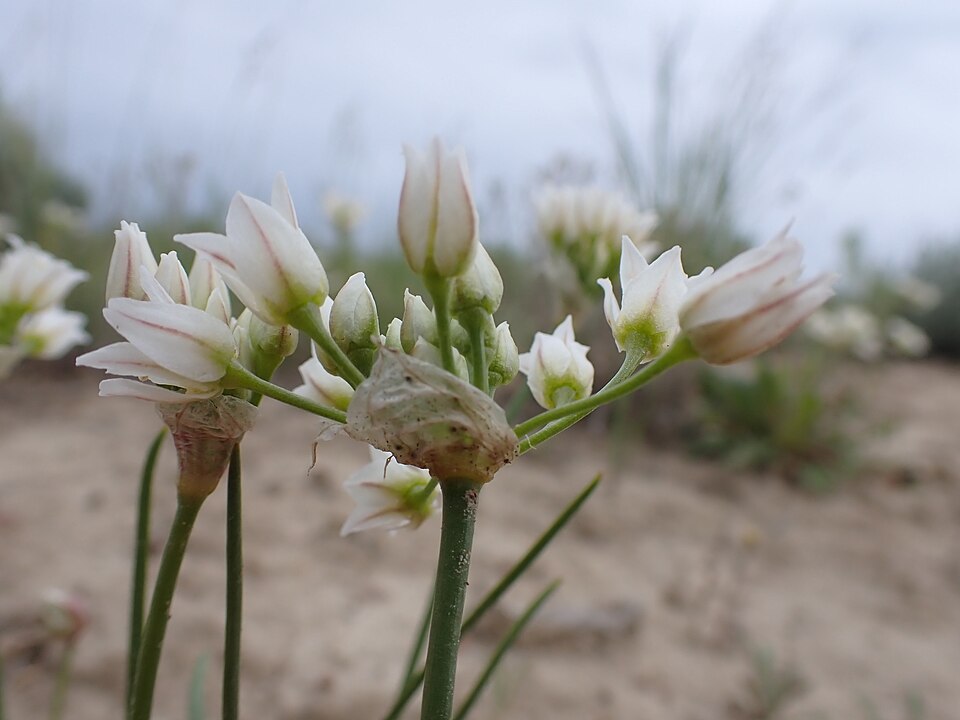 Textile Onion