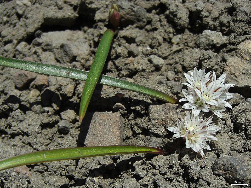 Threebract Onion