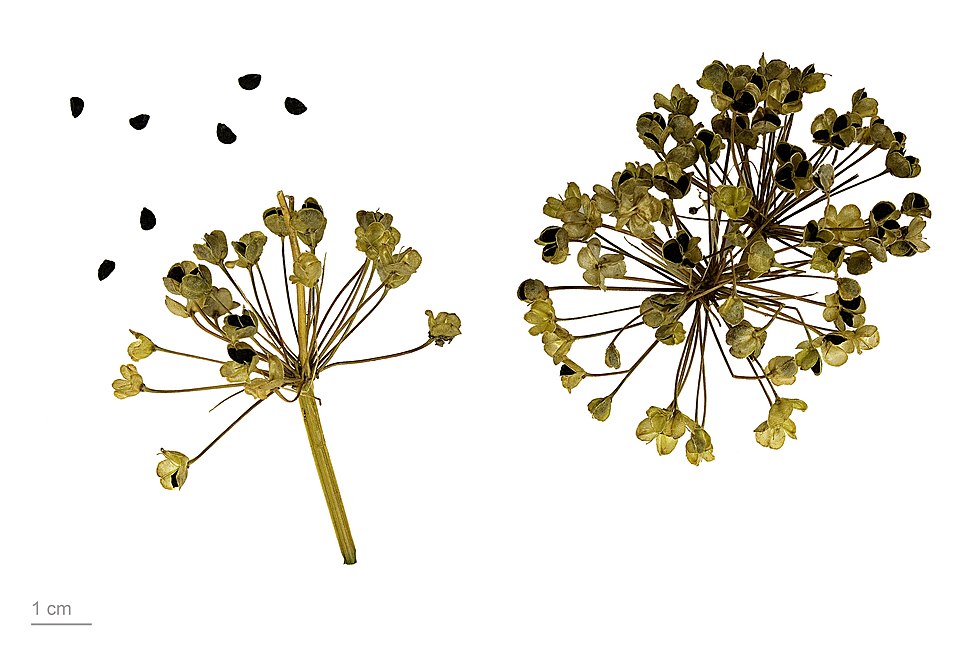 Chinese Chives