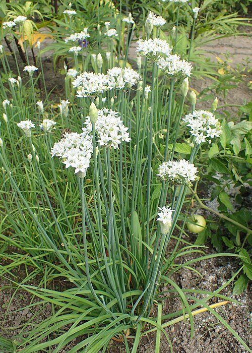 Chinese Chives