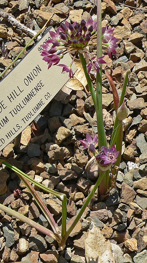 Rawhide Hill Onion