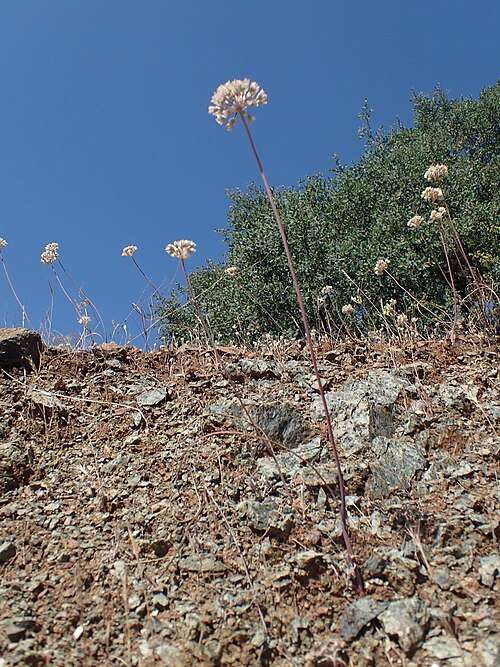 Rawhide Hill Onion