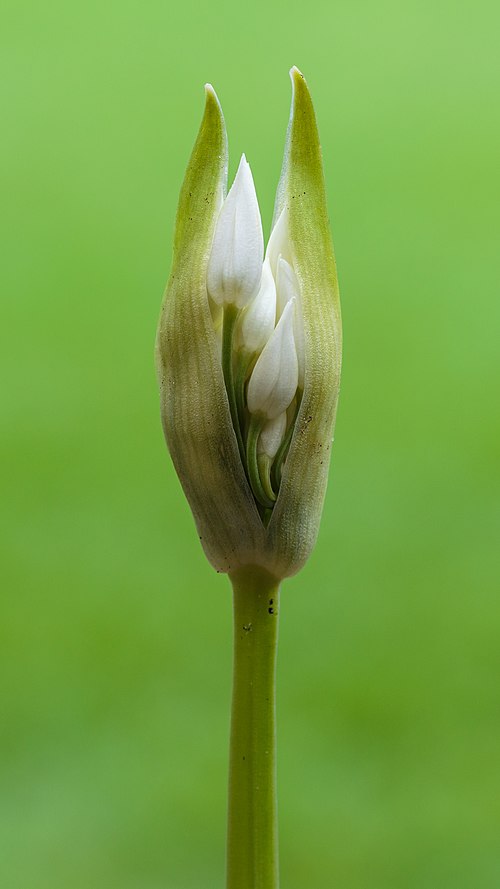 Bear Garlic
