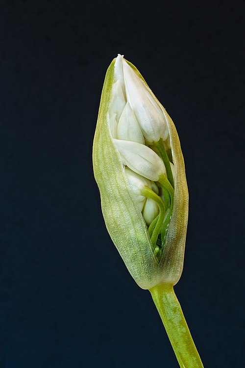Bear Garlic