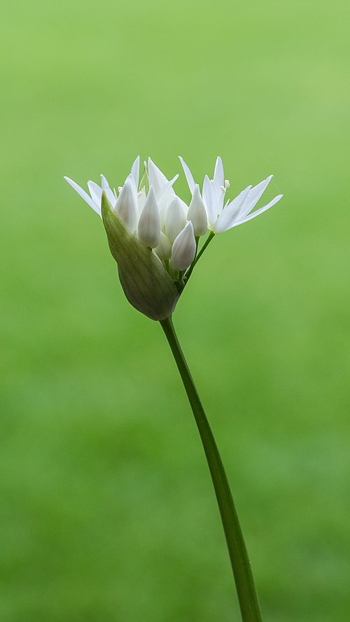 Bear Garlic