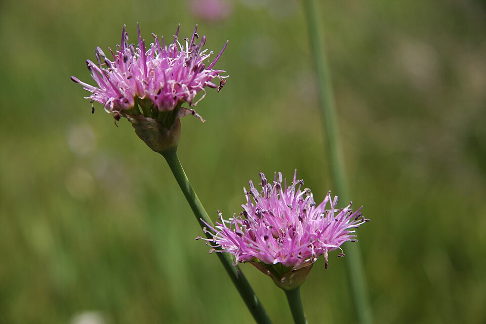 Pacific Onion