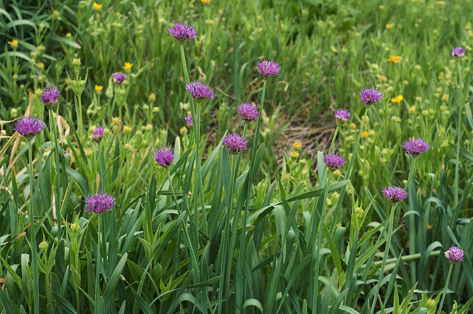 Pacific Onion