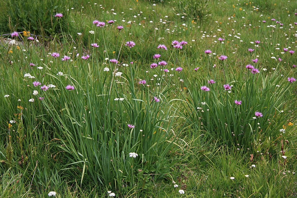 Pacific Onion