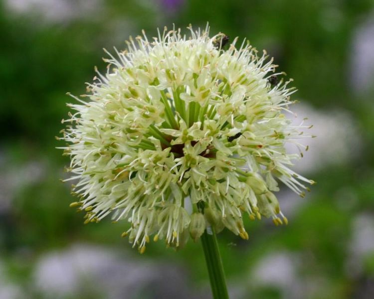 Victory Onion