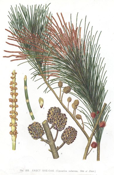 Black She-oak