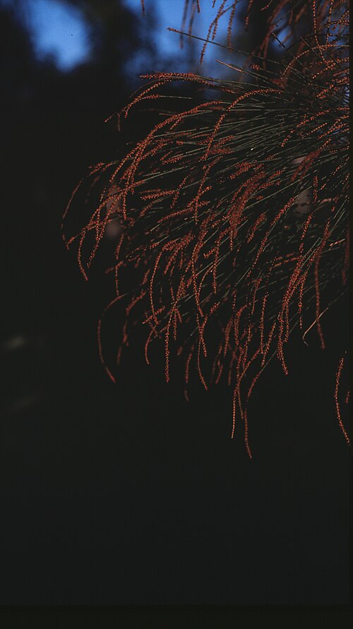 Black She-oak