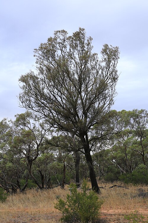 Bull-oak