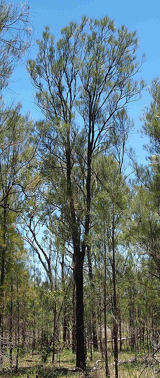 Bull-oak