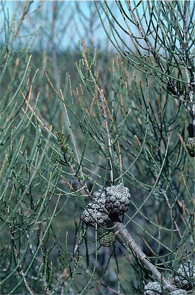 Dwarf She-oak