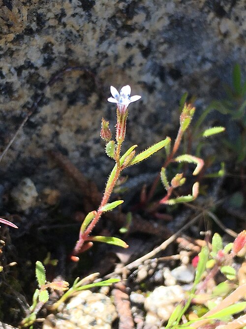 False Gilyflower