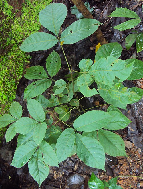 Allophylus