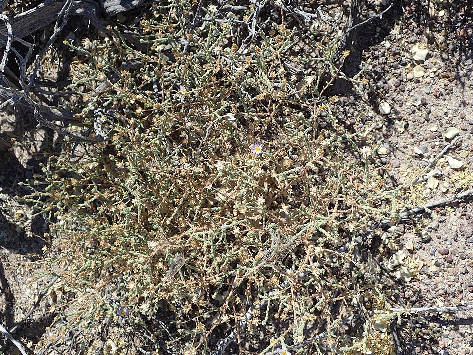 Alkali Marsh Aster