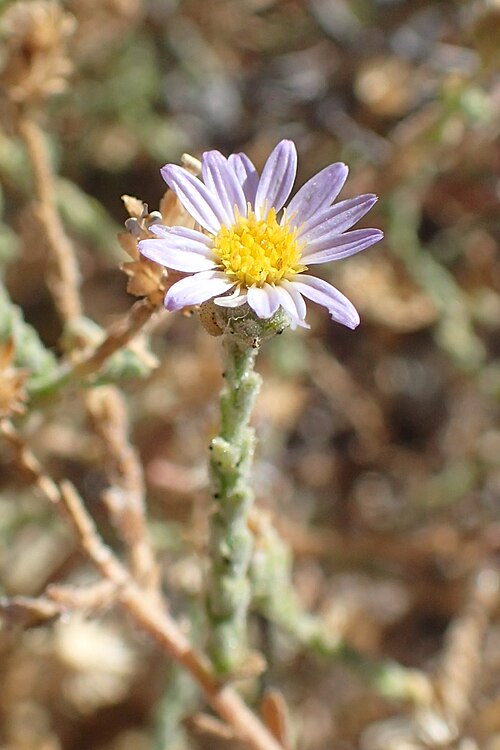 Alkali Marsh Aster