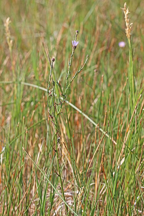 Alkali Marsh Aster
