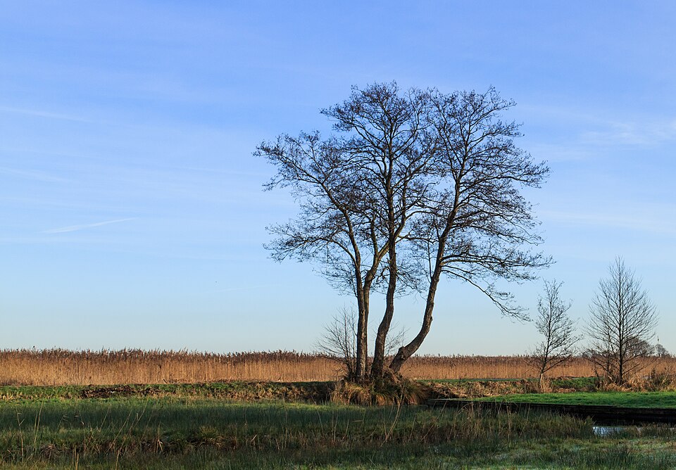 Alder