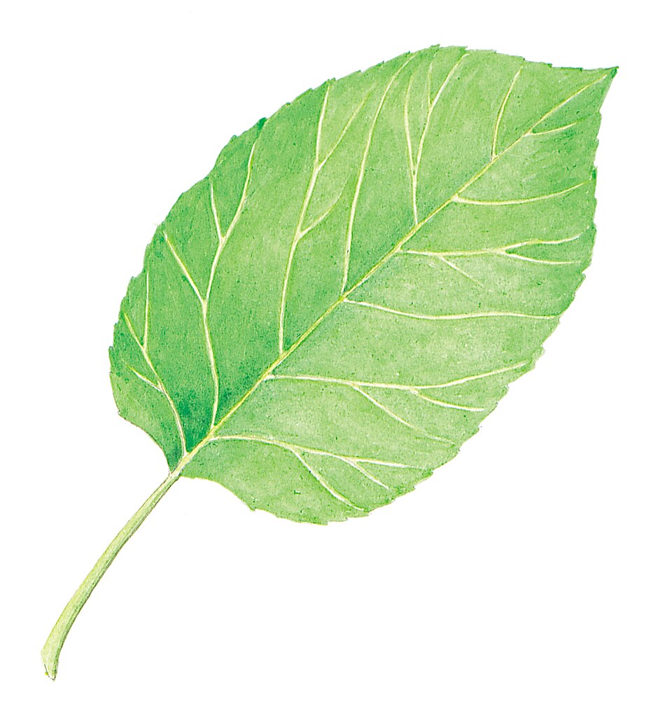 Italian Alder