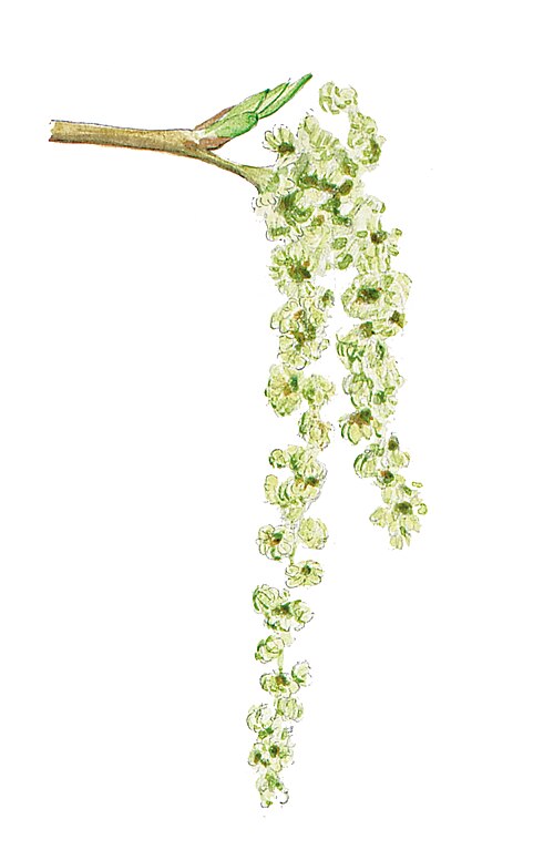 Italian Alder