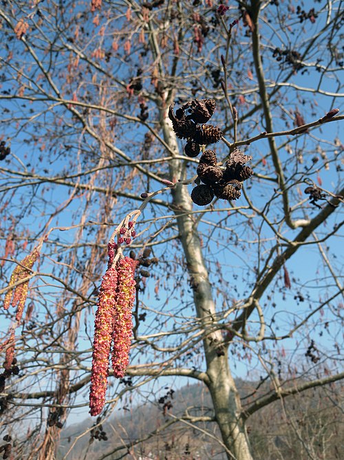 Gray Alder