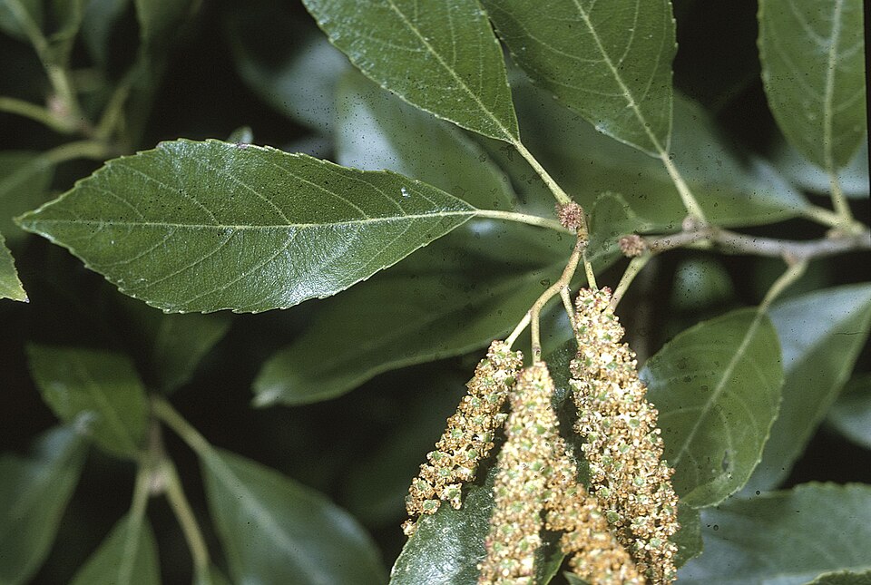 Seaside Alder