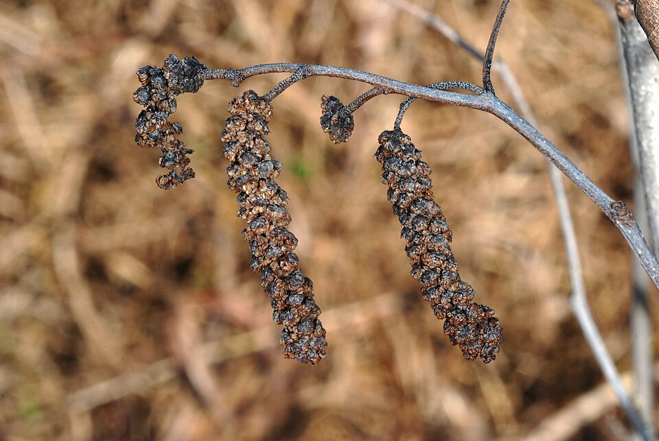 Seaside Alder