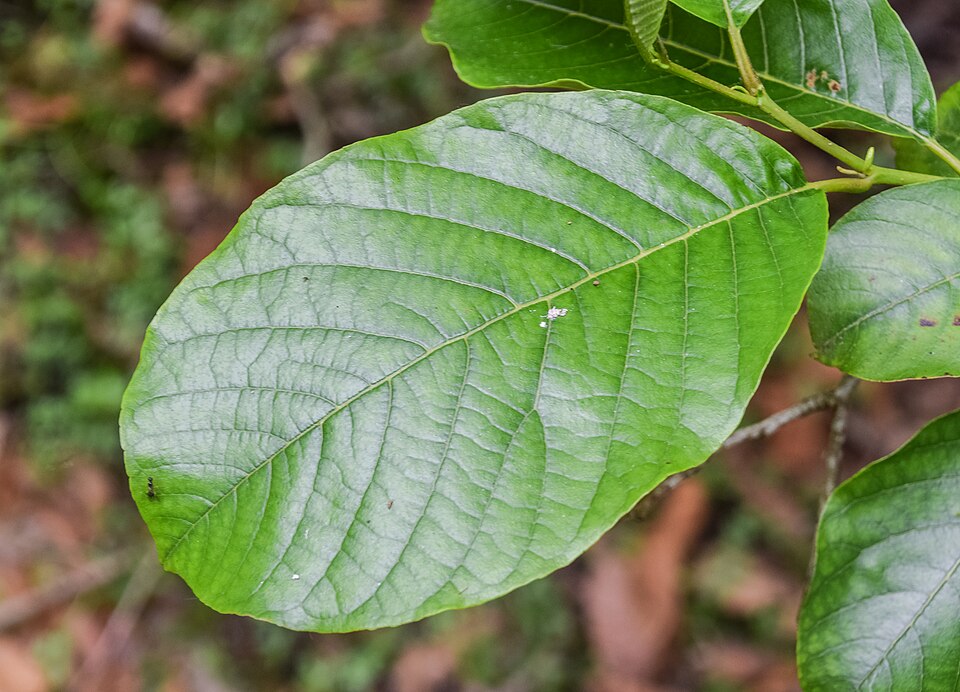 Nepal Alder