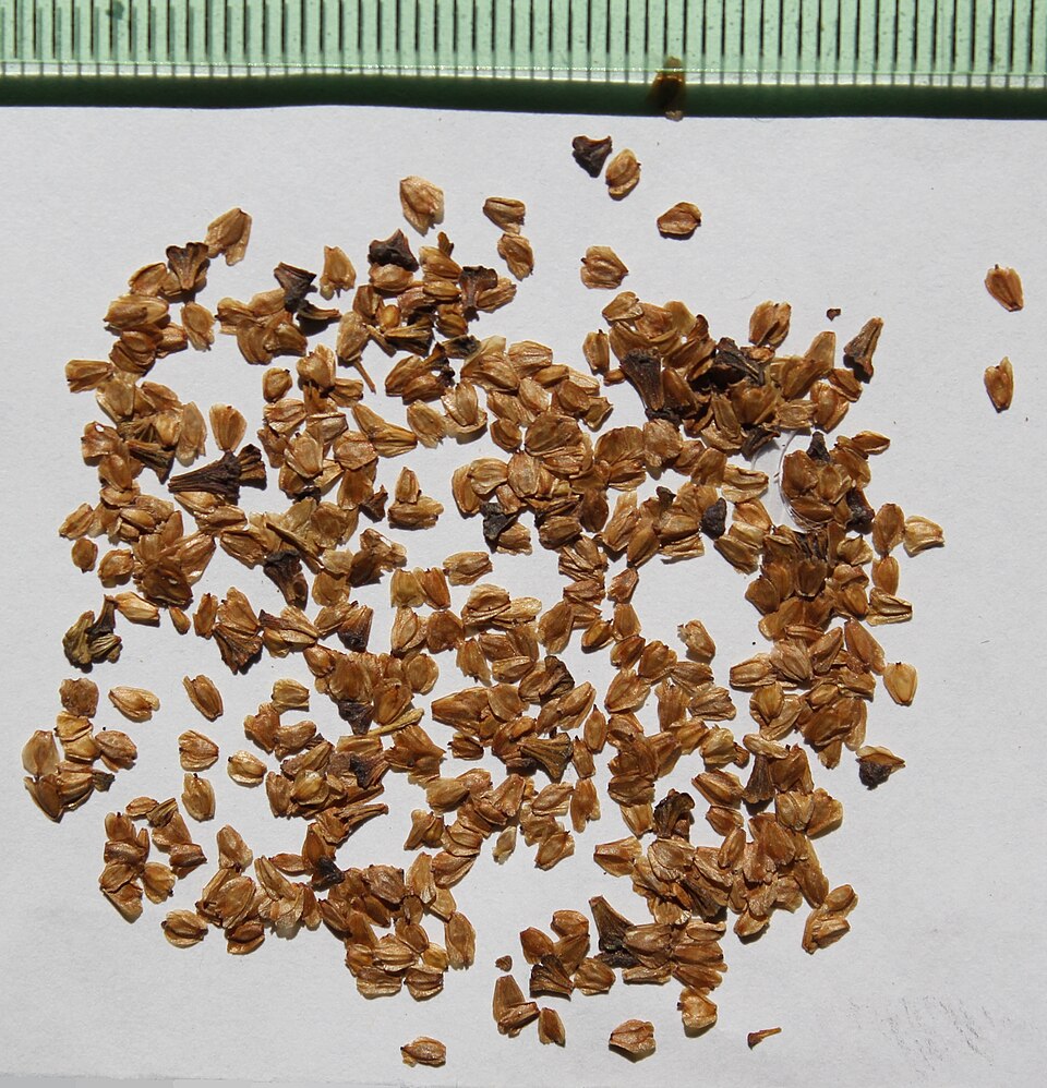 Nepal Alder