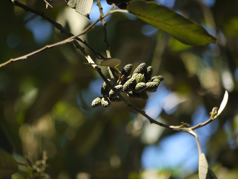 Nepal Alder