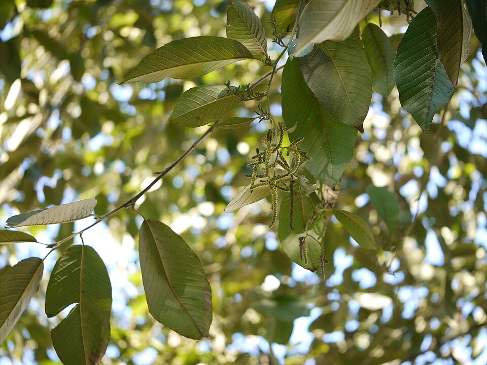 Nepal Alder