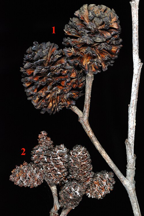 Hazel Alder