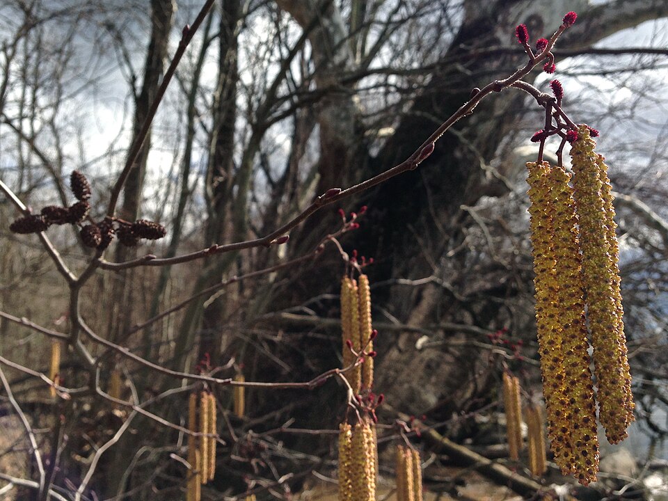Hazel Alder