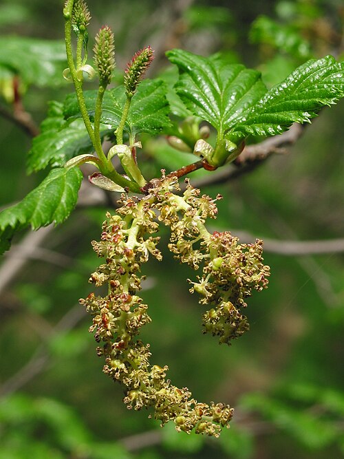 Green Alder
