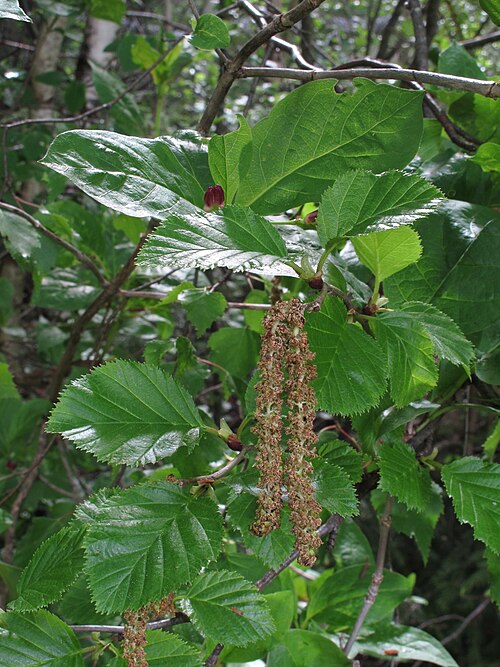 Green Alder