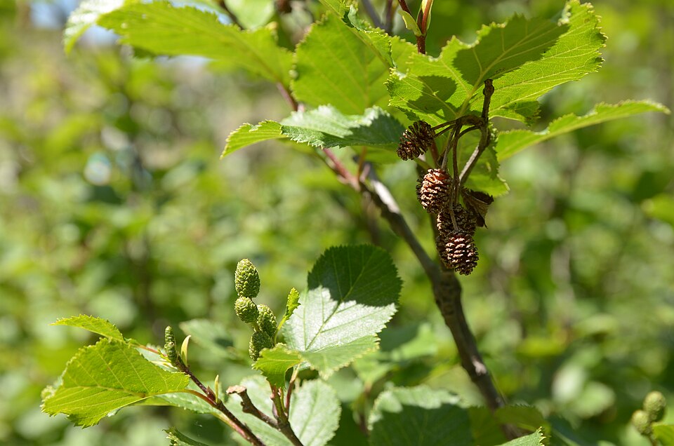 Green Alder