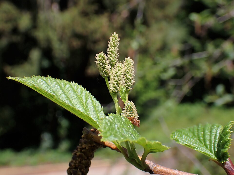 Green Alder