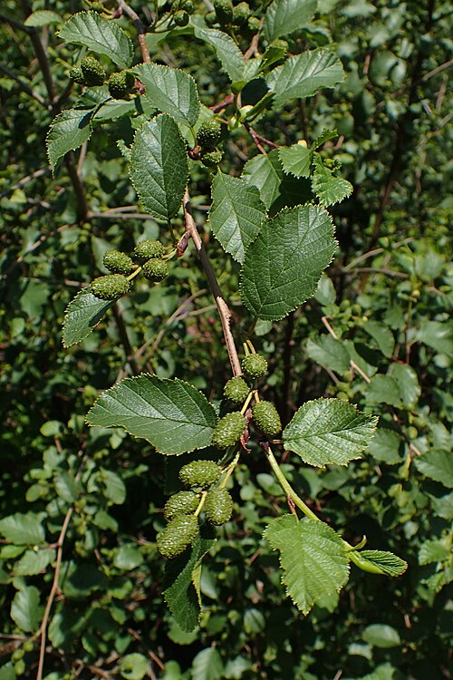 Green Alder