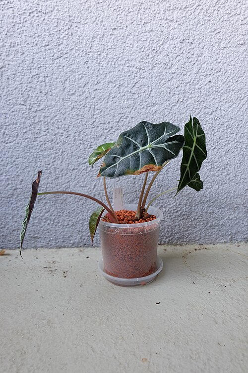 Taro