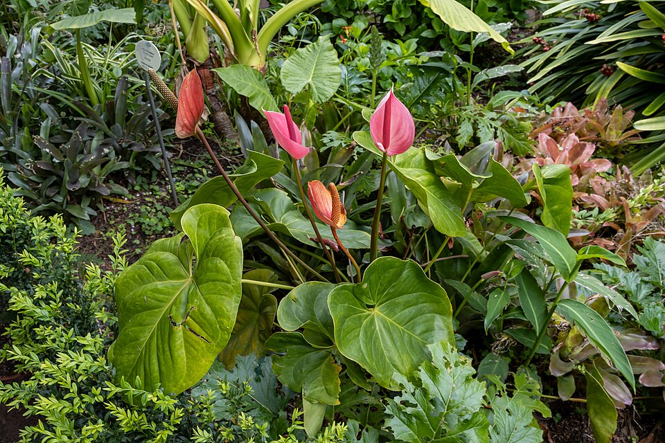 Asian Taro