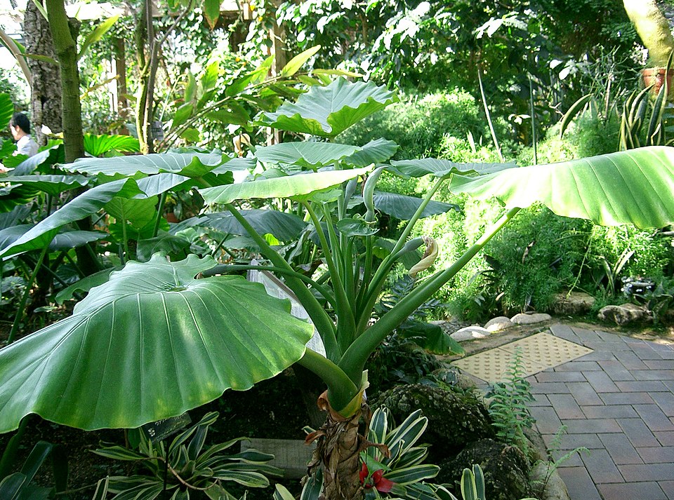 Asian Taro