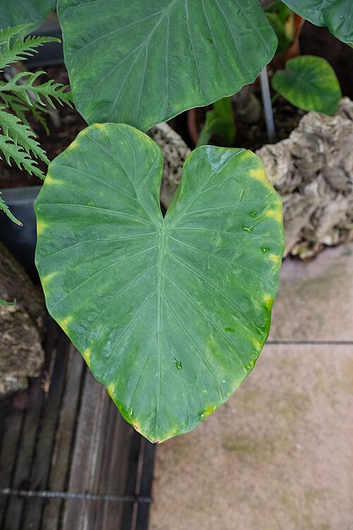 Asian Taro