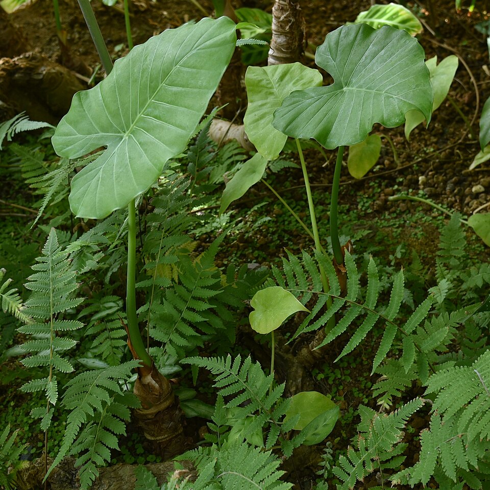 Asian Taro