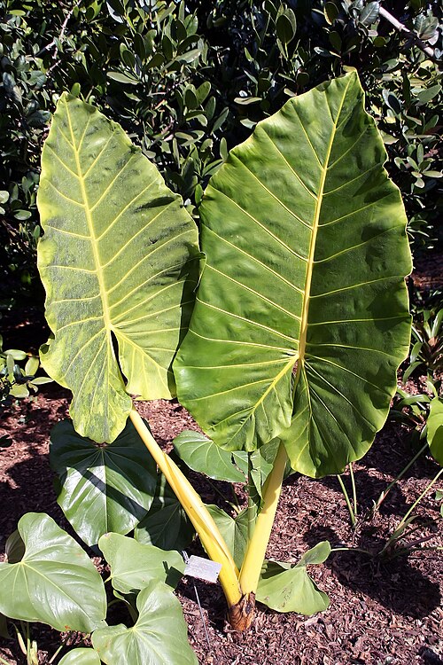 Metallic Taro